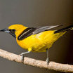 Hooded Oriole